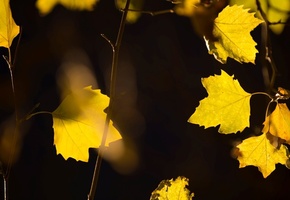 Макро, желтые, дерево, листочки, листик, желтые листья