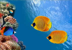 Coral colony, thailand, siam bay, fish, reef, underwater,  , ocean