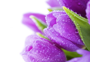 bouquet, , , bright, flowers, Tulips, water, drops, violet, beauty