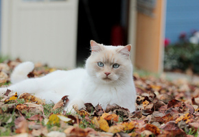 Листья, взгляд, белая, кошка, опавшие, осенние