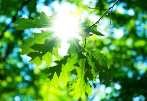 зеленый, солнце, день, macro, Макро, листочки, листик, sun