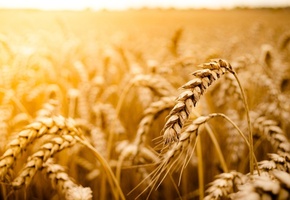 пшеница, рожь, Макро, field, обои, фон, поле, солнце, macro