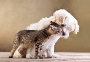 Friends, small dog and cat together, друзья, love, kitten, puppy