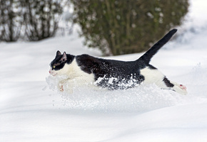 Кот, ctambako the jaguar, бежит, кошка, снег, зима