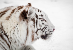 морда, профиль, Белый тигр, зима, дикая кошка