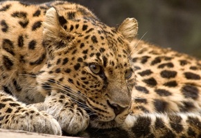 хищник, зверь, Леопард, отдых, взляд, кошка