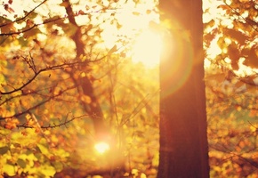 лучи, блики, солнце, Макро, деревья, листья, дерево