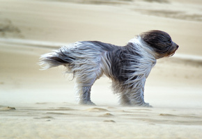 dog, wind, Sands, fell