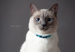 глаза, кот, серый фон, Тайский кот, тайская кошка, кошка