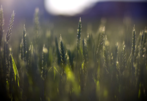 пшеница, Макро, растения, зеленый, растительность