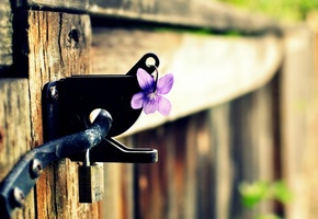 забор, цветок, замок, фиолетовый, Макро, цветочек