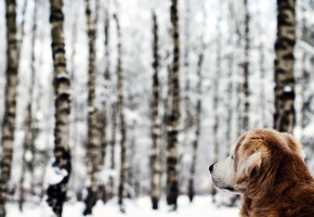 лес, зима, Собака