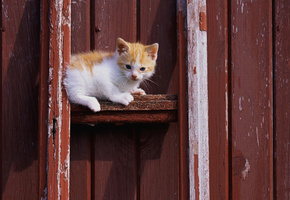 кошка, Cat, кот, белый, котенок, рыжий