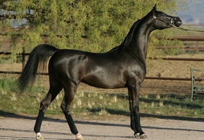 конь, жеребец, Арабская лошадь