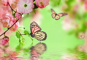 blossom, water, Spring, flowers, pink, butterflies, цветение, весна, reflection