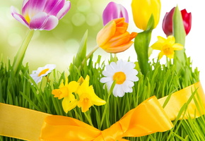 весна, цветы, fresh, flowers, tulips, Spring, colorful, тюльпаны, трава