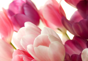 Тюльпаны, цветы, нежные, розовые