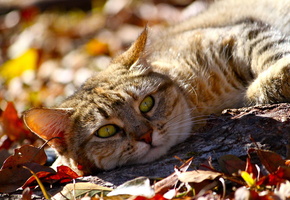животное, осень, лежит, взгляд, Кот, листья, морда