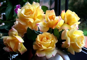 Розы, желтые, цветы, букет, красивые, жёлтые