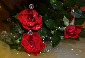 капли, розы, вода, Цветы