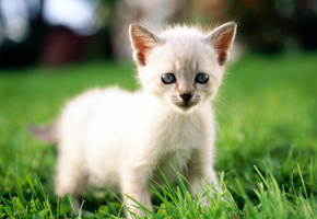 котенок, макро, Cat, трава, кошка, кот, белый