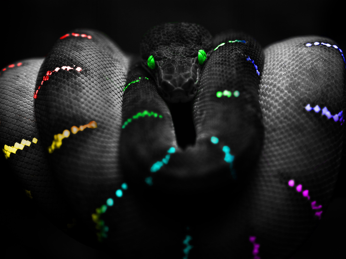 colours, , snake, ,  , , 