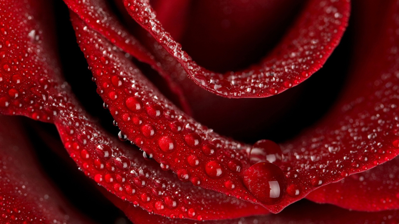 Red Rose 3D