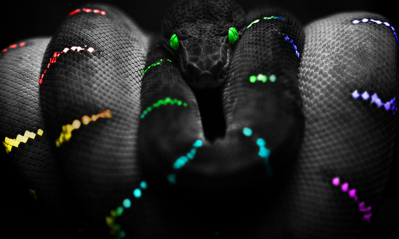 colours, , snake, ,  , , 