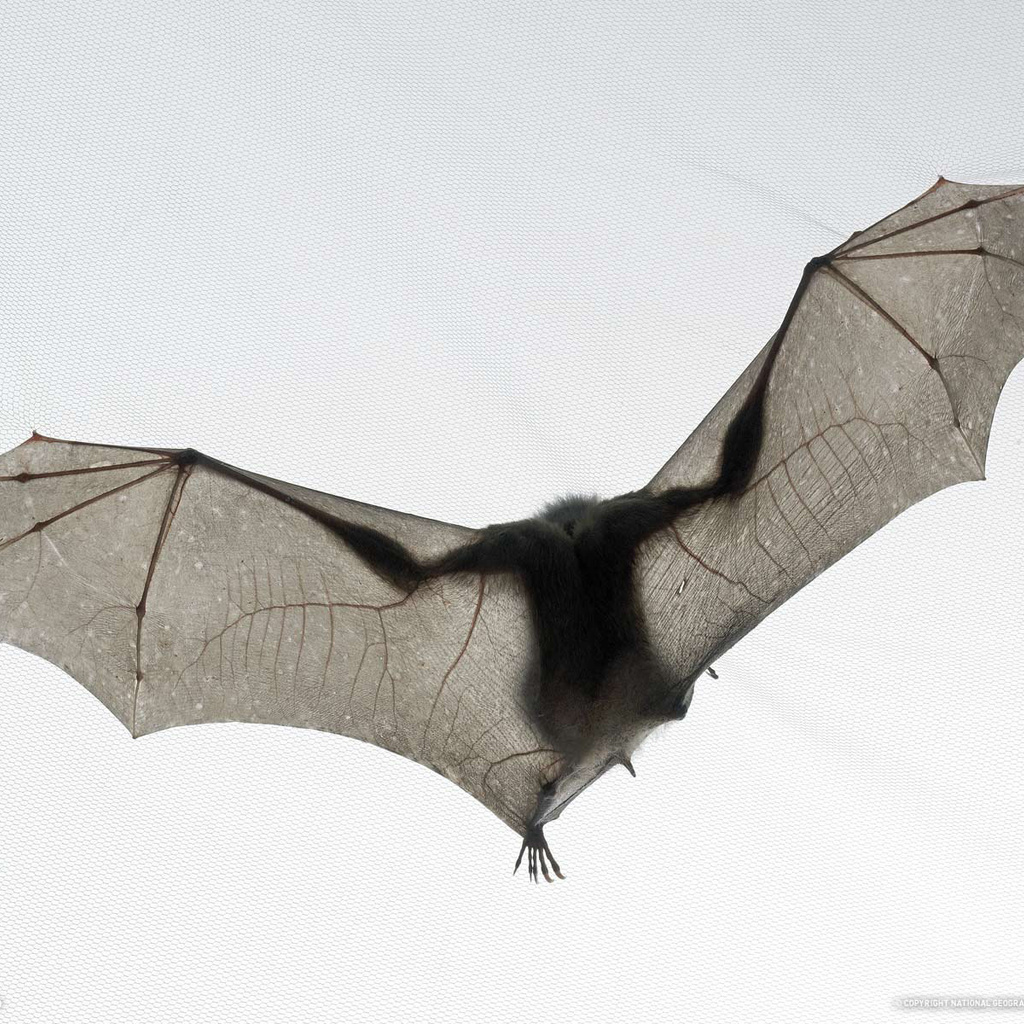 ,  , , bat, tim flach, national geographic, ,