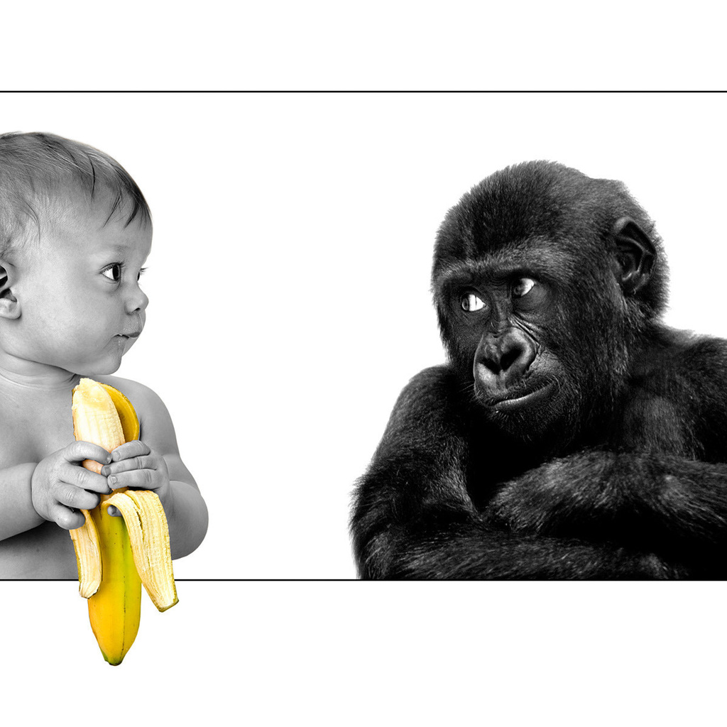 The person, gorilla, banana, friendship, ,,,, ,, , , 