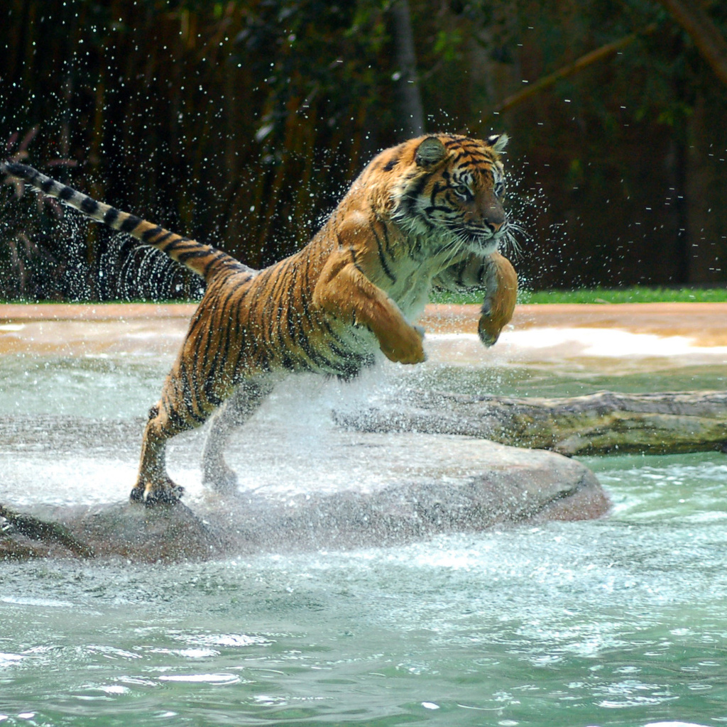 , tiger, water, jump, , , powerful animal, , , , 