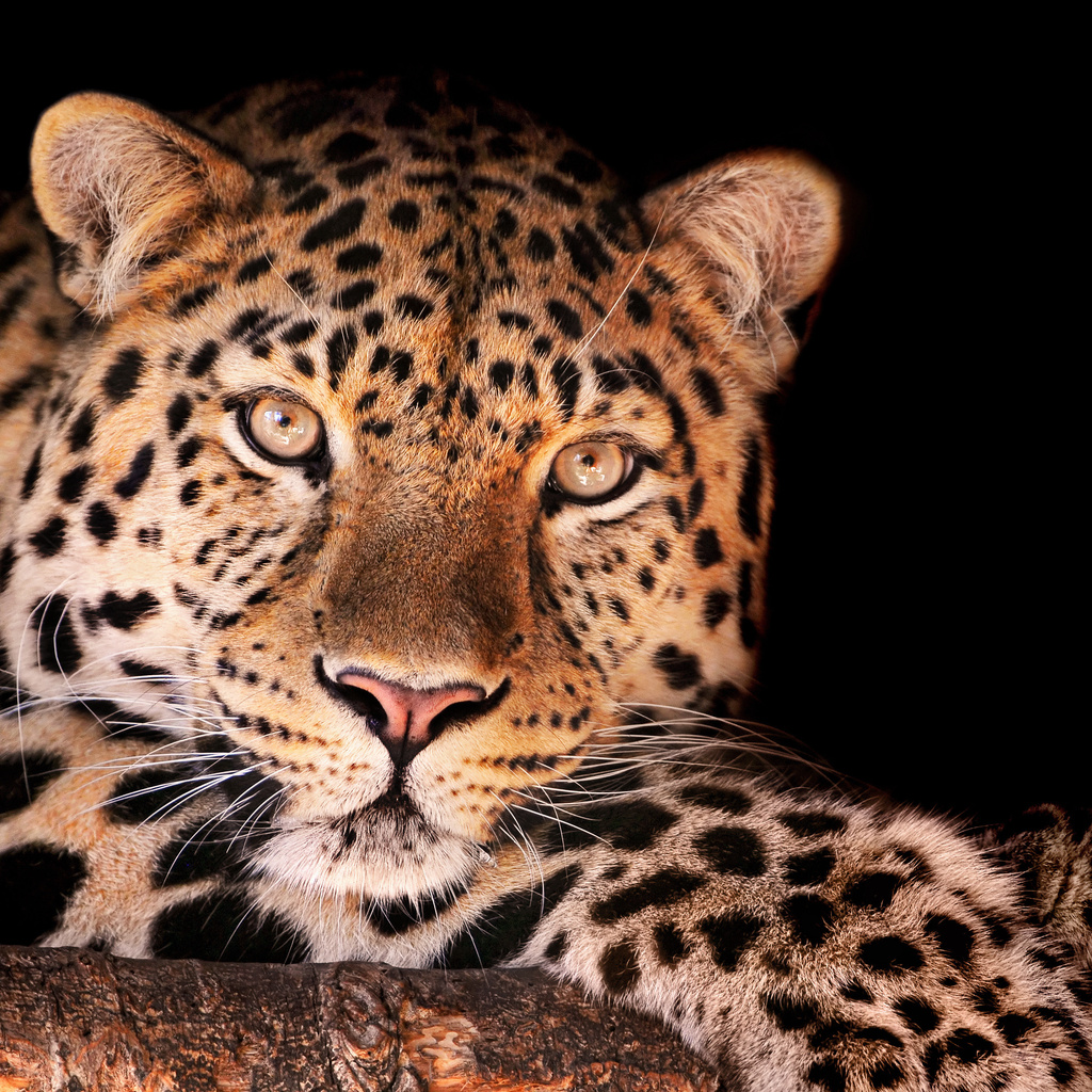 , , magnificent leopard, , , , , 