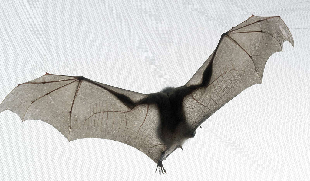 ,  , , bat, tim flach, national geographic, ,