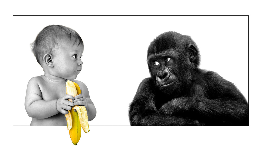 The person, gorilla, banana, friendship, ,,,, ,, , , 