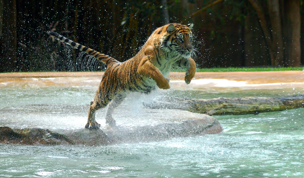 , tiger, water, jump, , , powerful animal, , , , 