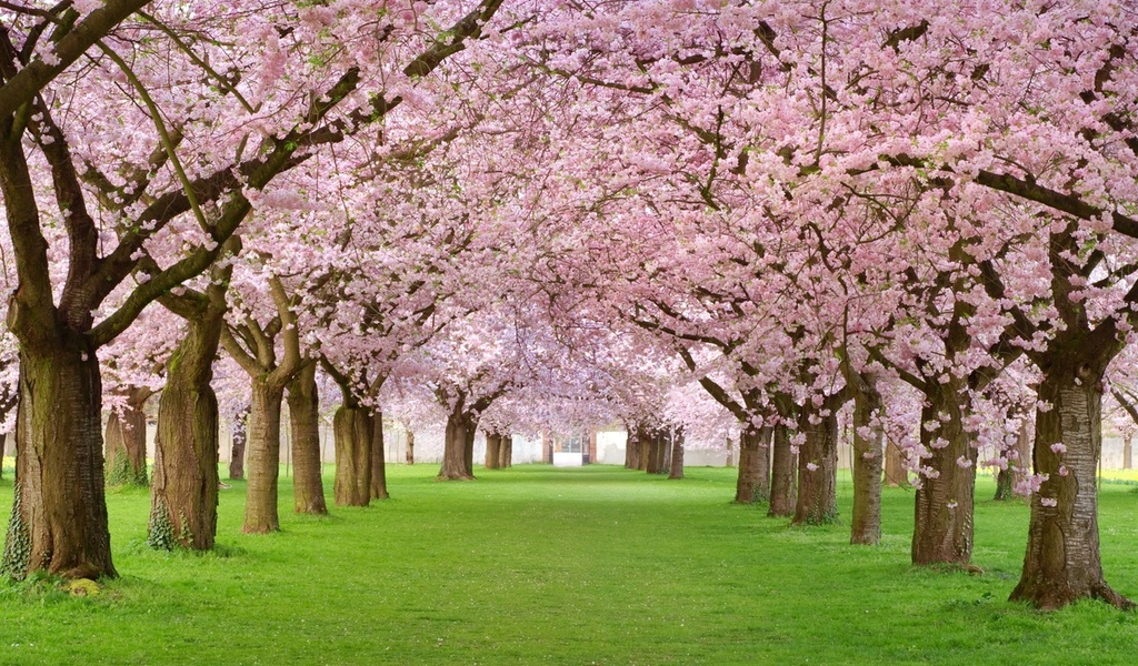, , , , , , Spring blossom, , 