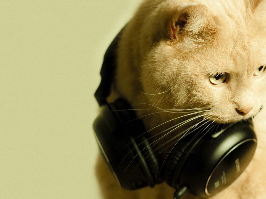 , , , love, music, cat, , , , 