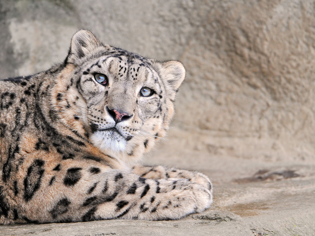  , , , snow leopard, , , , , , , 