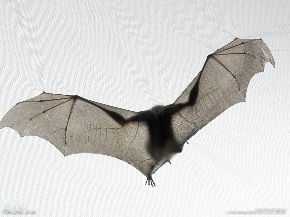 ,  , , bat, tim flach, national geographic, ,