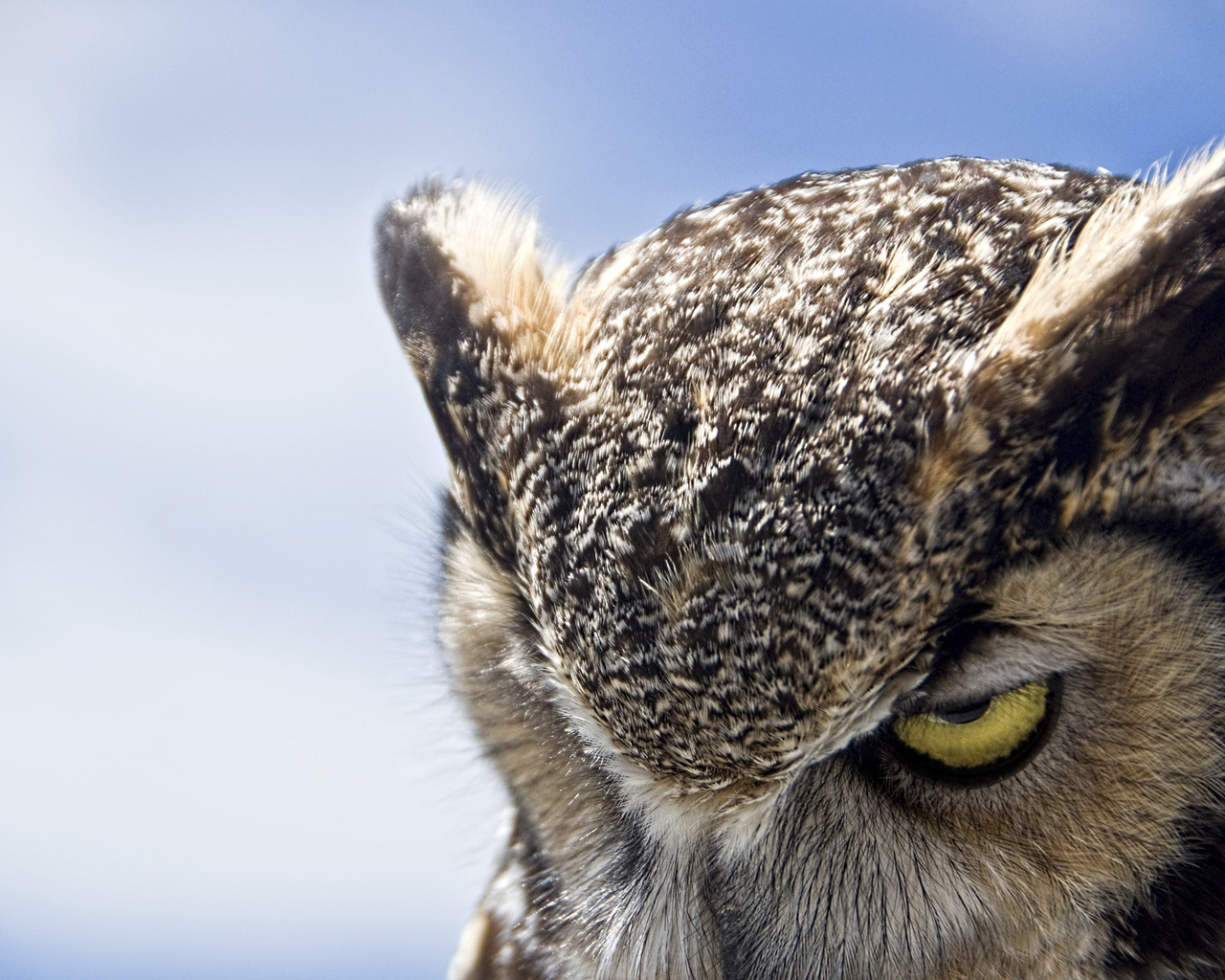 Great horned owl, , , , ,, , , , 