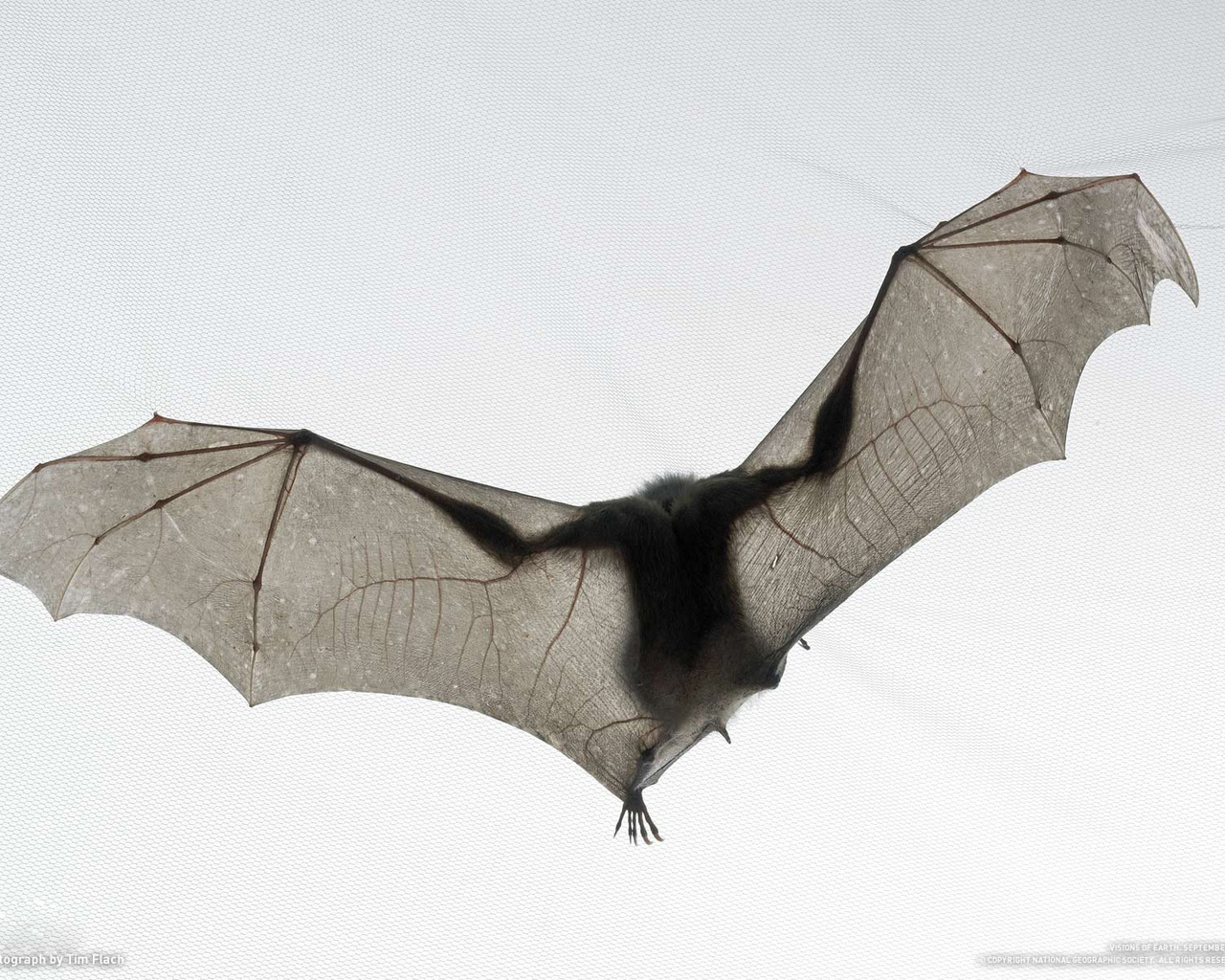 ,  , , bat, tim flach, national geographic, ,