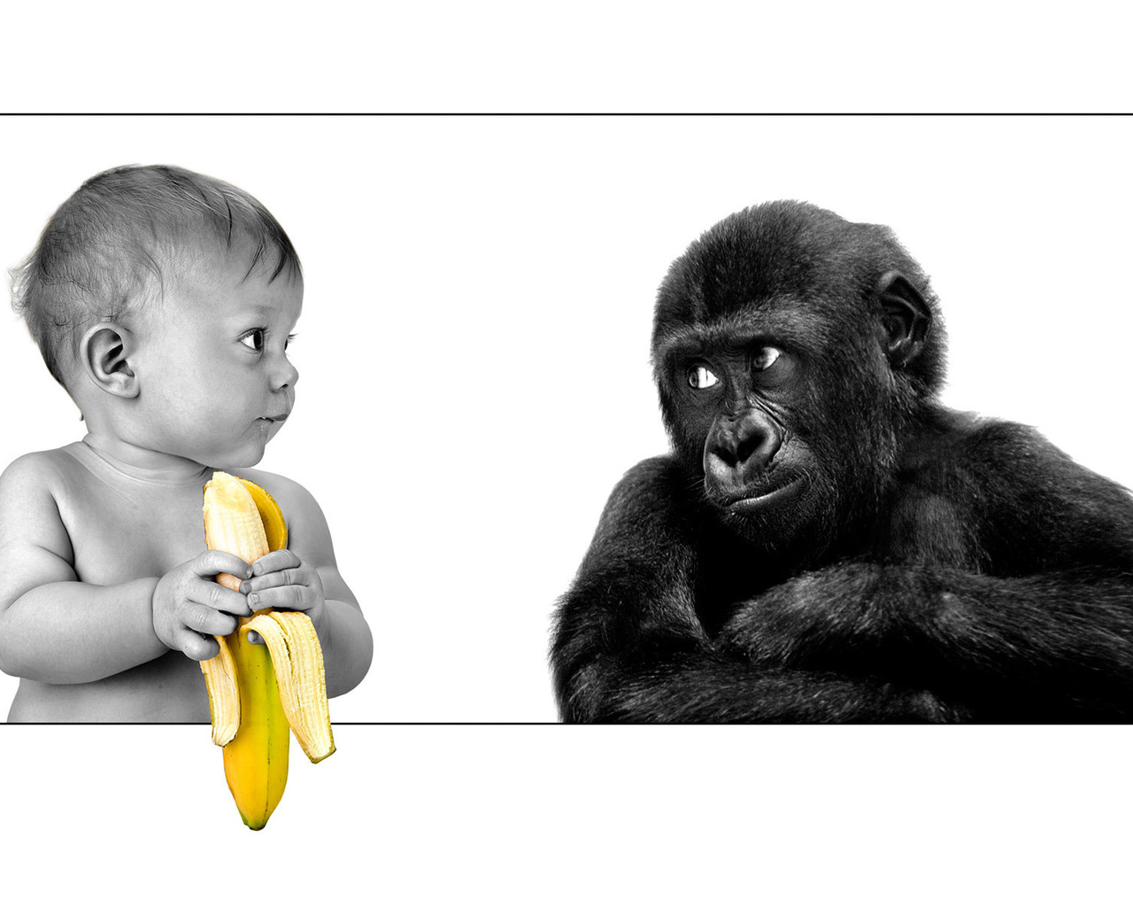 The person, gorilla, banana, friendship, ,,,, ,, , , 