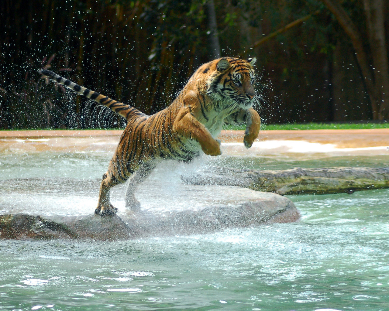 , tiger, water, jump, , , powerful animal, , , , 