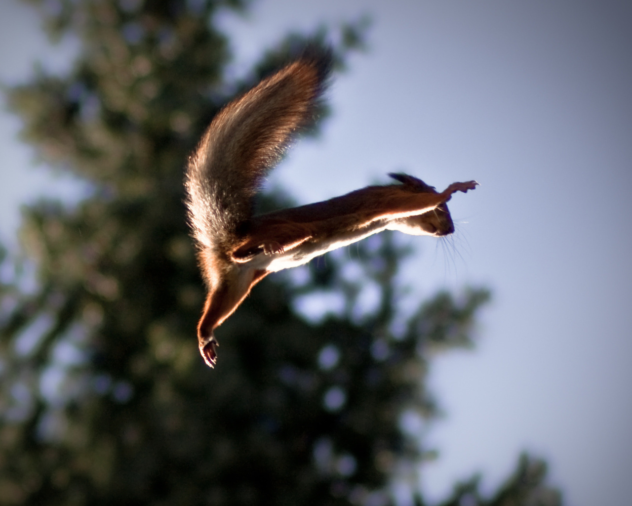 Squirrel, , , , ,,,,