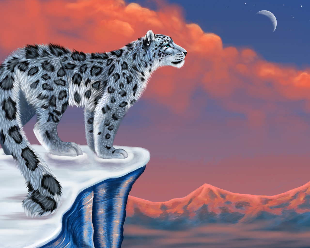 , , snow leopard,  , , , , , 