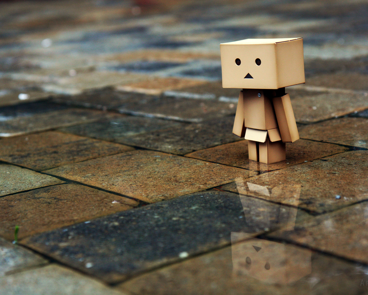 , , , Danbo, , , , , 