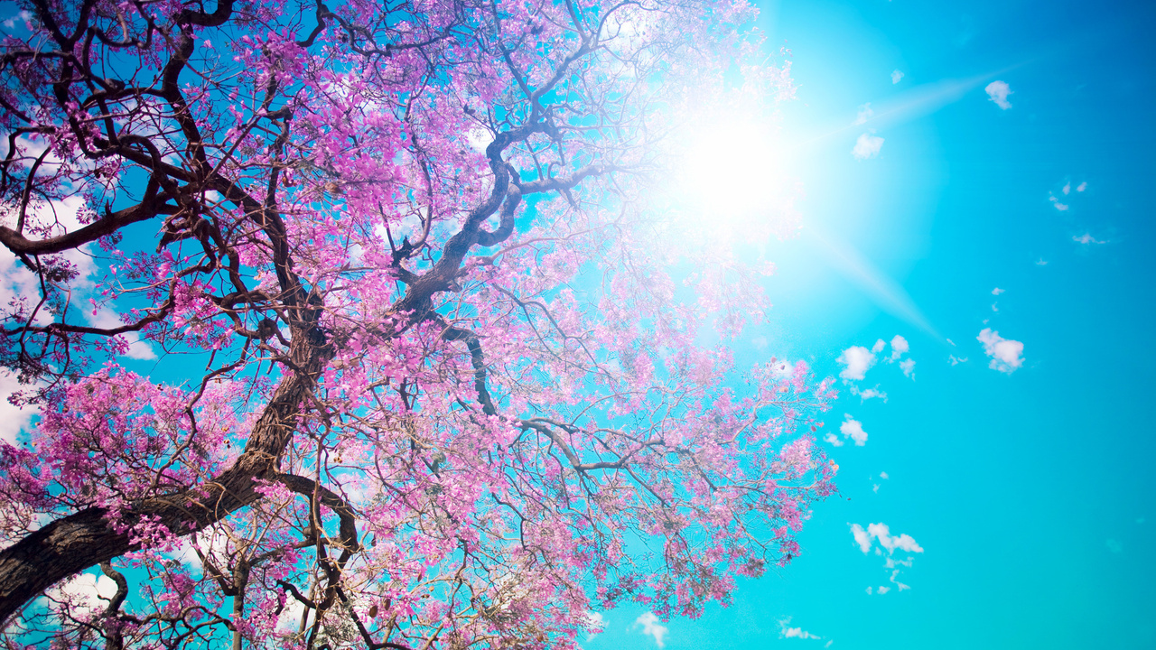 , , , , , , , , Beautiful tree blossom, 