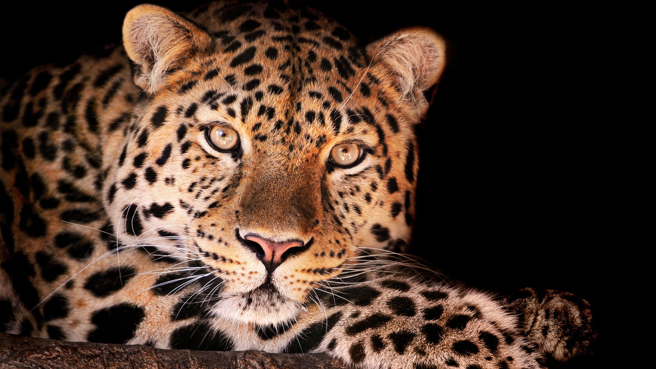 , , magnificent leopard, , , , , 