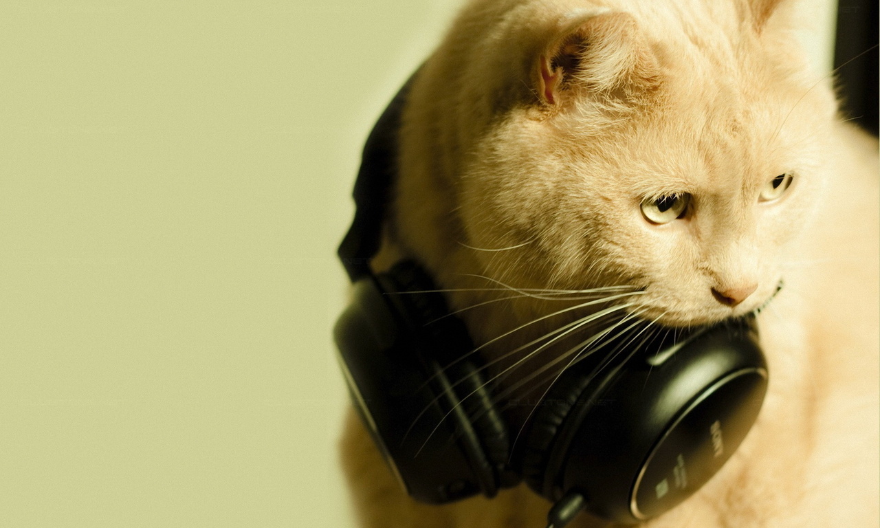 , , , love, music, cat, , , , 