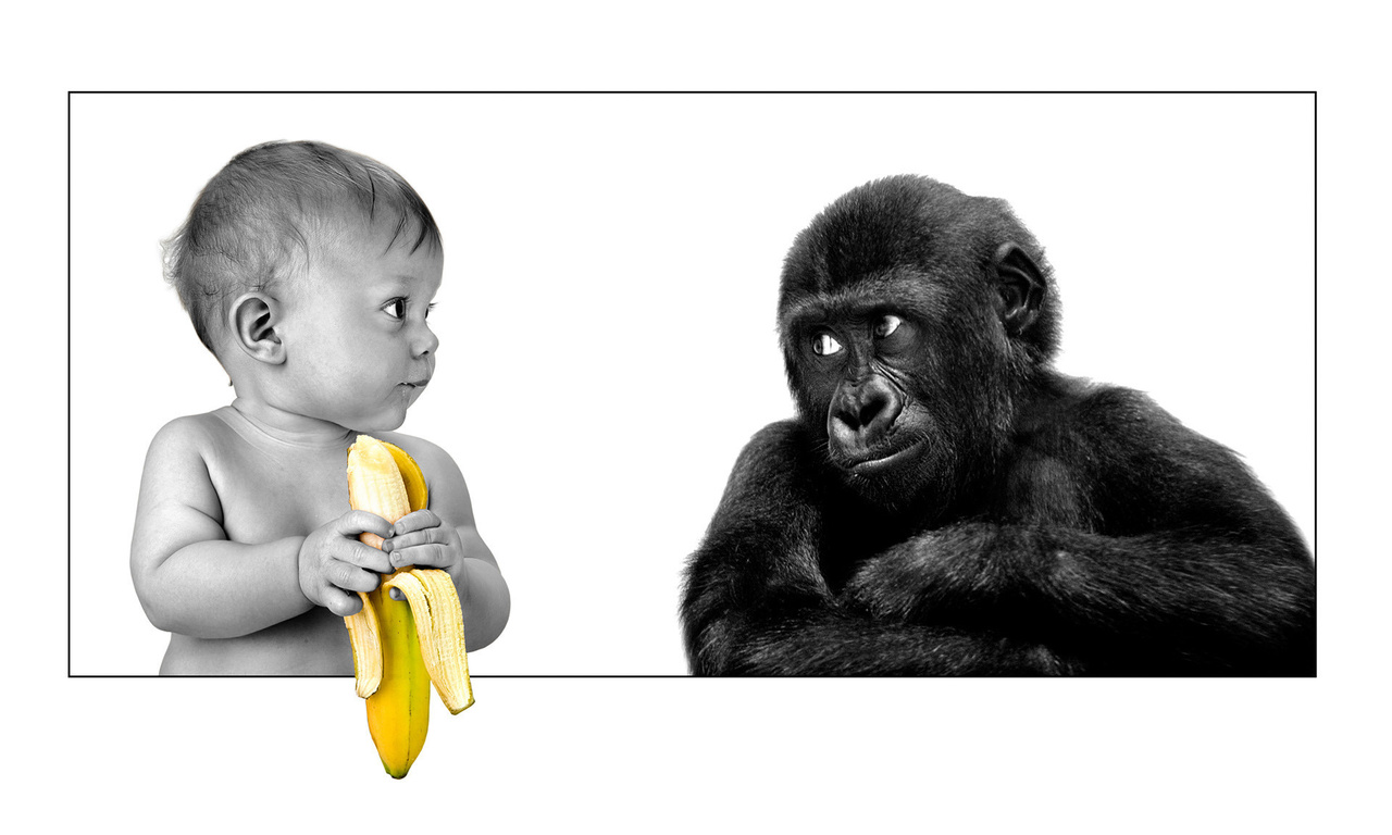 The person, gorilla, banana, friendship, ,,,, ,, , , 